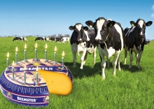 Foto:  obs/Beemster / Cono Kaasmakers
Diese Kühe werden seit 10 Jahren von "Caring Dairy
