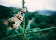 Gutes Tun beim Weihnachtsbaumkauf: Ab dem 9. Dezember 2021 bieten ALDI Nord und ALDI SÜD Weihnachtsbäume an, die aus zertifizierter, deutscher Forstwirtschaft stammen. Mit dem Kauf der "Klima-Nordmänner