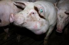 Das Deutsches Tierschutzbüro deckte 2020 Tierquälerei in der größten Schweinemast Niedersachsens auf. Die Verantwortlichen müssen sich nun vor Gericht verantworten. Es drohen hohe Geldstrafen sowie Vorstrafen. Damals lieferte die Schweinemast die Tiere u.a. an Tönnies und VION, nach Bekanntwerden der Vorwürfen wurde die Annahme der Tiere gestoppt. Das Deutsche Tierschutzbüro zeigt seit Jahren auf, unter welchen katastrophalen Zustände Tiere in Deutschland in der Massentierhaltung leben und leiden müssen. Die Empfehlung ist die vegane Lebensweise, denn dann wird sicher kein Tier gequält. / Weiterer Text über ots und www.presseportal.de/nr/115581 / Die Verwendung dieses Bildes für redaktionelle Zwecke ist unter Beachtung aller mitgeteilten Nutzungsbedingungen zulässig und dann auch honorarfrei. Veröffentlichung ausschließlich mit Bildrechte-Hinweis.