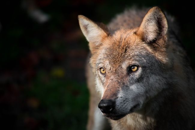 Das Bild darf ausschließlich mit Nennung der Fotografin und im Kontext zu unserer Pressemitteilung lizenzfrei verwendet werden. / Weiterer Text über ots und www.presseportal.de/nr/133267 / Die Verwendung dieses Bildes für redaktionelle Zwecke ist unter Beachtung aller mitgeteilten Nutzungsbedingungen zulässig und dann auch honorarfrei. Veröffentlichung ausschließlich mit Bildrechte-Hinweis.