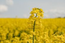 Gelb blühende Rapsfelder gehören im Frühjahr zum vertrauten Bild in Deutschland. Auf 1,11 Millionen Hektar reift gerade heran, was in wenigen Wochen geerntet und zu Rapsöl und Rapsschrot gepresst wird. Die Produkte, die daraus entstehen, reichen längst über das klassische Speiseöl und Eiweißfuttermittel hinaus: Moderne Verfahren und technologische Entwicklungen eröffnen der Rapsverarbeitung heute völlig neue Perspektiven - von biobasierten Kunststoffen über Kosmetikinhaltsstoffe bis hin zu pflanzlichem Protein für die Humanernährung. / Weiterer Text über ots und www.presseportal.de/nr/15598 / Die Verwendung dieses Bildes für redaktionelle Zwecke ist unter Beachtung aller mitgeteilten Nutzungsbedingungen zulässig und dann auch honorarfrei. Veröffentlichung ausschließlich mit Bildrechte-Hinweis.